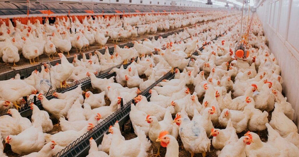exportação de carne de frango