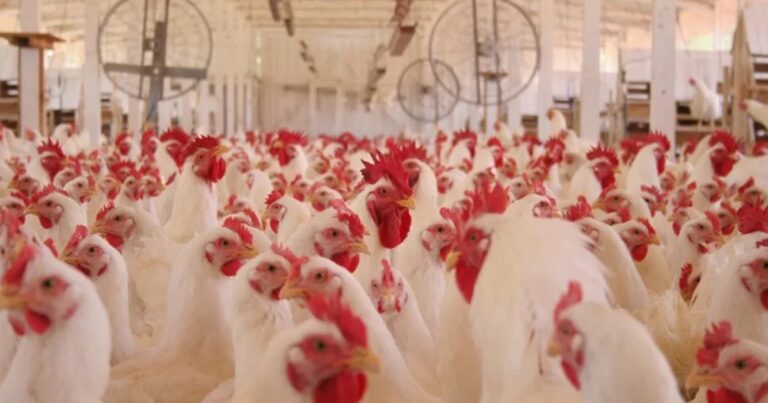 Suspeitas sobre qualidade derrubam consumo de frango no Iêmen