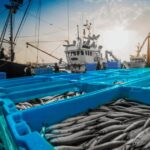 Argentina atualiza regras para exportações da cadeia de pesca e aquicultura