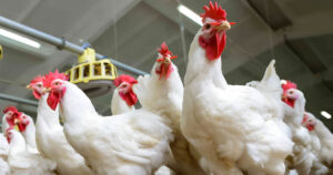 Alta do frango vivo amplia poder de compra do avicultor paulista em maio