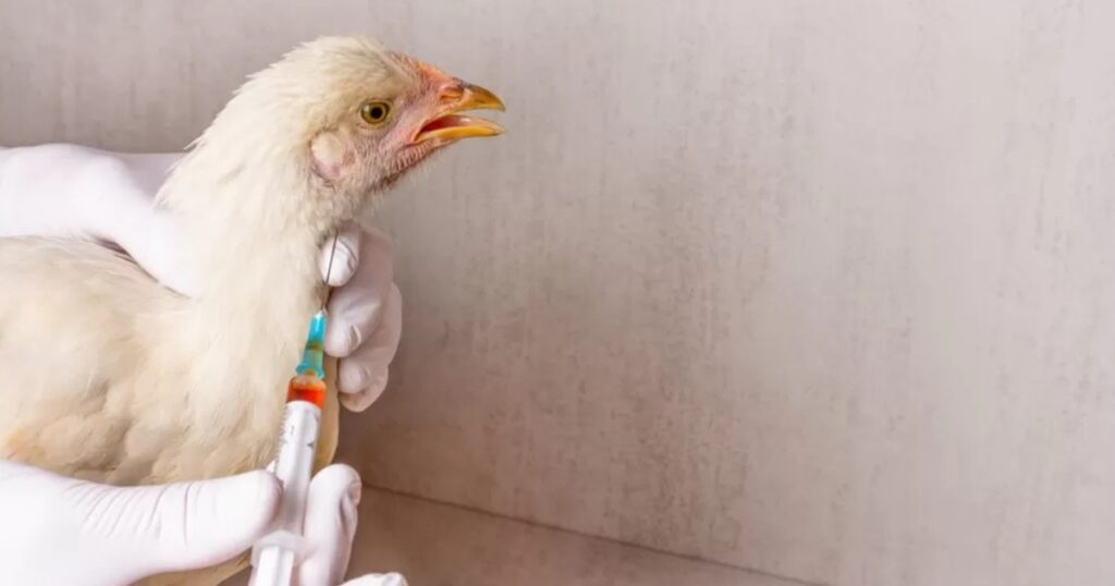 gripe aviária