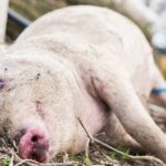 Destinação de mortalidade animal amplia debate sobre biosseguridade na suinocultura