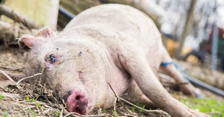 Destinação de mortalidade animal amplia debate sobre biosseguridade na suinocultura