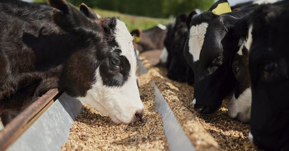 nutrição animal