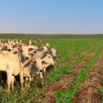 Pesquisas apontam caminhos para reduzir emissões de carbono pela pecuária