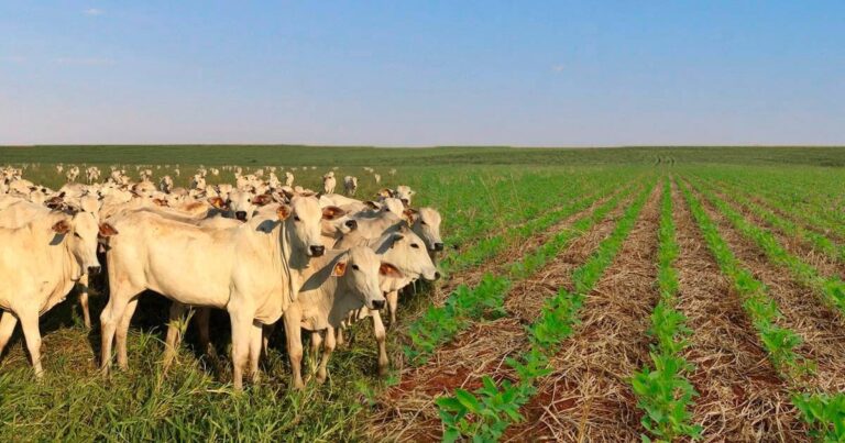 IA ajuda a prever plantas daninhas em sistemas de Integração Lavoura-Pecuária