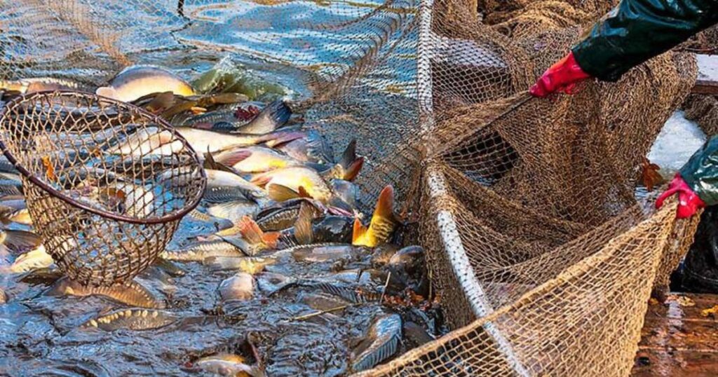 pesca e aquicultura