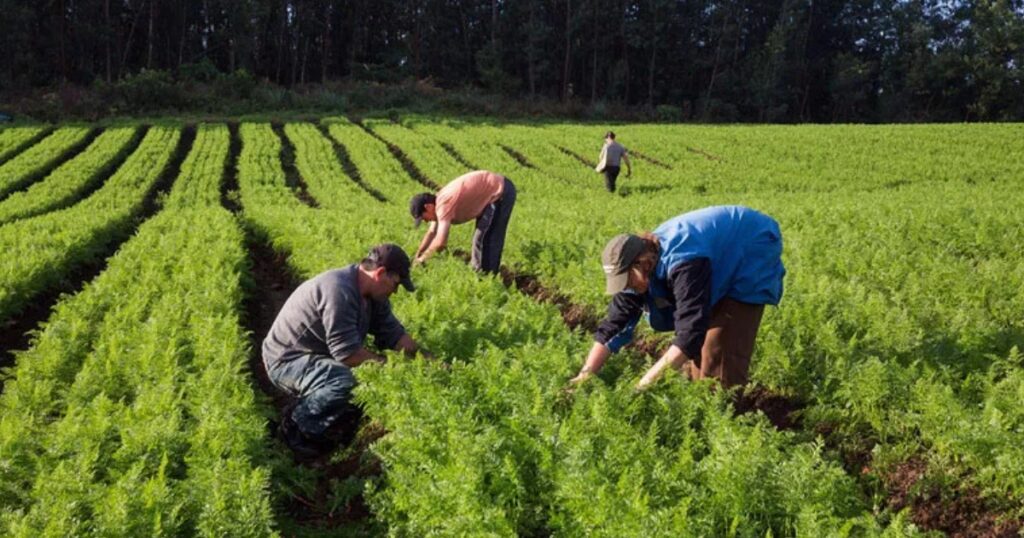 empregos no agronegócio
