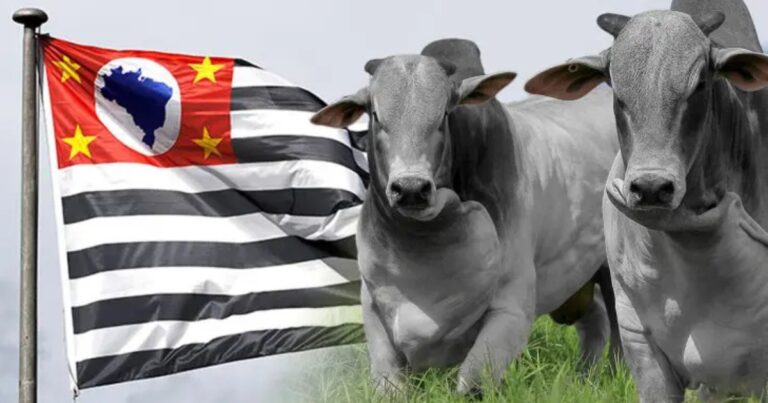 Carnes avançam e reforçam superávit do agro paulista