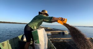 Conabio adia decisão sobre tilápia e MPA debate aquicultura no BRICS