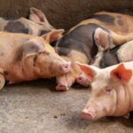 Frimesa adotará Cobre e Solta em novos projetos para matrizes suínas