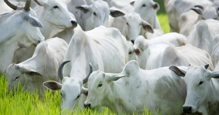 China reconhece Brasil como livre de febre aftosa e amplia horizonte para carnes