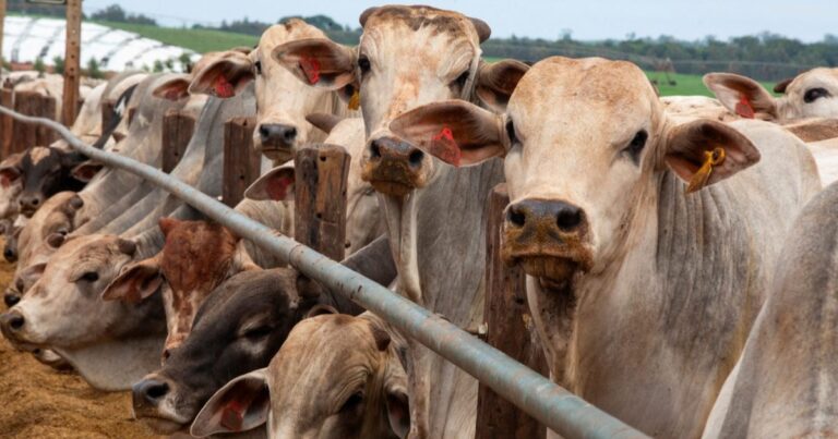 China reconhece Brasil livre de aftosa e cria novas frentes para carnes