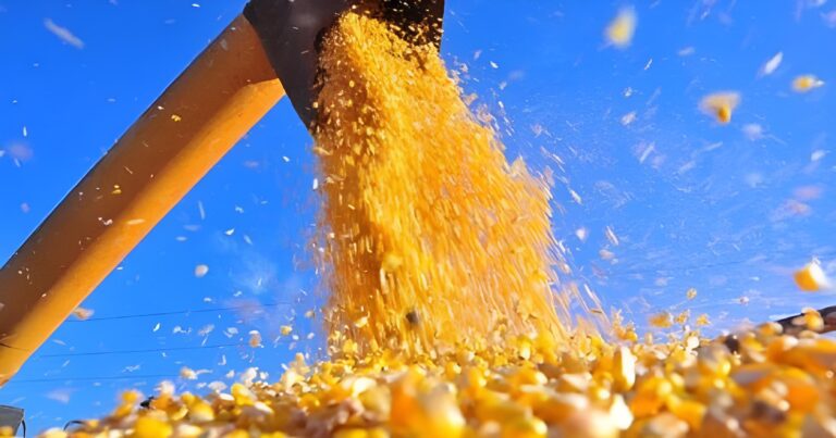 Colheita em Mato Grosso e Paraná pressiona preços do milho