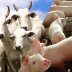 Custos de suínos e bovinos pressionam produção em Minas Gerais
