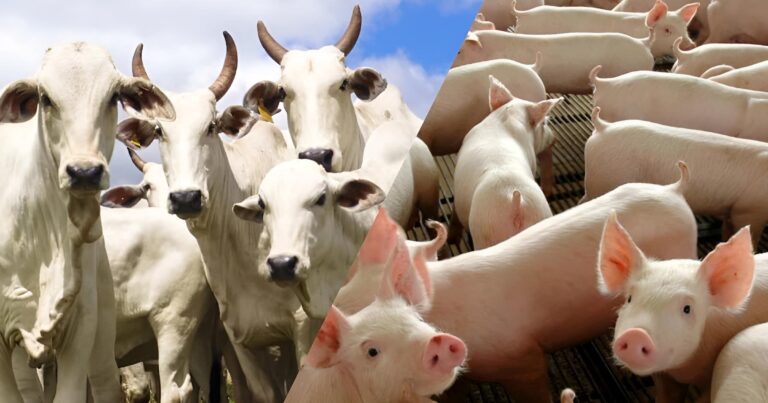 Custos de suínos e bovinos pressionam produção em Minas Gerais