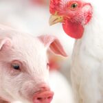 Exportações de carnes do RS avançam enquanto setor monitora exigência europeia