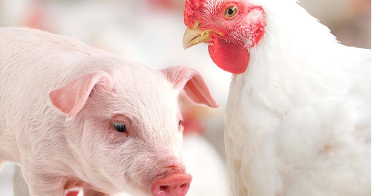 Exportações de carnes do RS avançam enquanto setor monitora exigência europeia