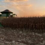 Milho, vazio sanitário e incêndios entram no radar do produtor em Mato Grosso