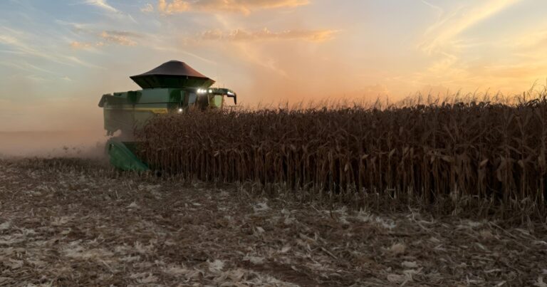 Milho, vazio sanitário e incêndios entram no radar do produtor em Mato Grosso