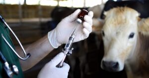 Mapa libera mais 2,4 milhões de doses contra clostridioses