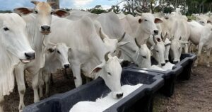 Risco de falta de sal mineral pode elevar custos da pecuária em Mato Grosso