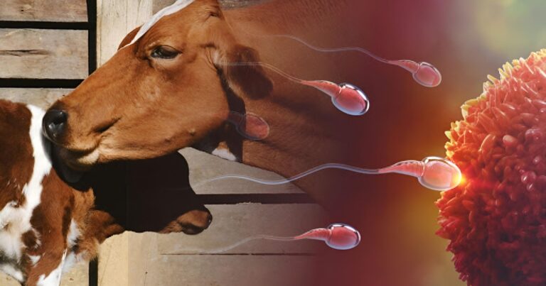 Mercado de inseminação artificial cresceu 15% em 2025 e atingiu recordes históricos