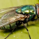 EUA confirmam novos casos de mosca varejeira do Novo Mundo em rebanhos