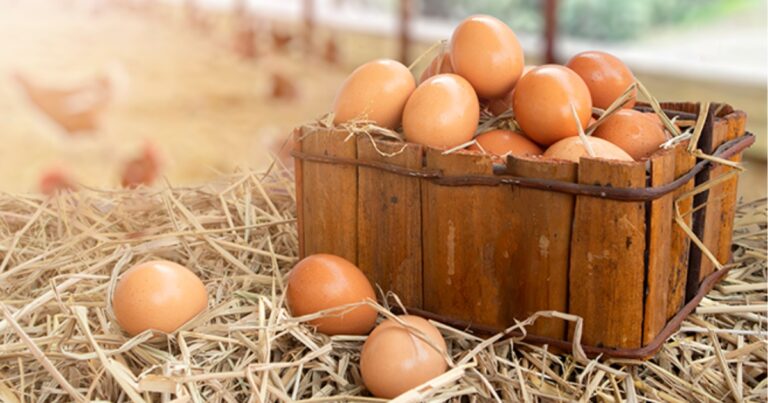 Produção de ovos cage-free avança no brasil, mas ainda enfrenta desafios estruturais