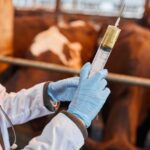 Mercado nacional recebe 27 milhões de doses contra clostridioses em maio