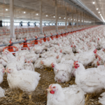 Frango tem alta de preços e produção recorde no 1º trimestre