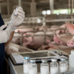 Técnica experimental busca vacina mais acessível contra gripe suína