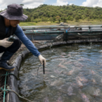 Manejo inadequado e pesca fantasma elevam riscos sanitários e ambientais na aquicultura