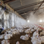Calor e umidade ampliam riscos sanitários e produtivos na avicultura