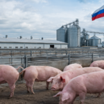 Produção de carne suína na Rússia cresce 4,7%, mas setor prevê avanço menor até o fim do ano
