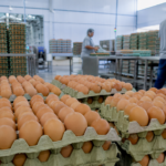 Demanda menor volta a pressionar preços dos ovos em junho