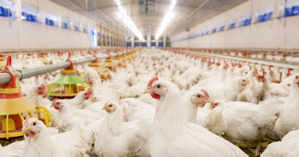 Mercado de frango mantém preços estáveis enquanto exportações avançam