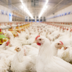 Mercado de frango mantém preços estáveis enquanto exportações avançam