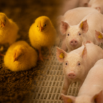 ICC Nutrição Animal apresenta tecnologias para imunonutrição de aves e suínos no Siavs