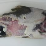 Estudo identifica novos hospedeiros de bactérias da columnariose no Brasil