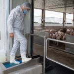 Suinocultura catarinense reforça medidas sanitárias