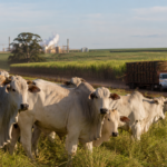 São José do Rio Preto lidera VPA paulista com força da carne bovina