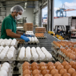 Exportações de ovos crescem em junho, mas ficam abaixo de 2025