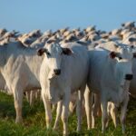 As informações meteorológicas e as decisões na bovinocultura de corte