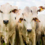 Oito soluções para ruminantes recebem selo de bem-estar animal