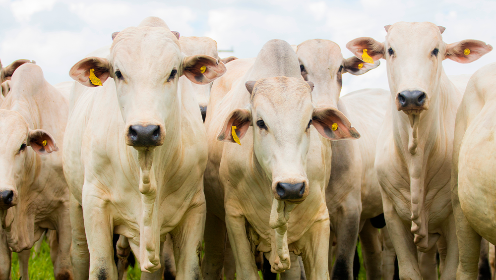 Oito soluções para ruminantes recebem selo de bem-estar animal