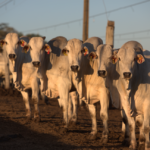 Identificação individual transforma dados do rebanho em decisões de gestão
