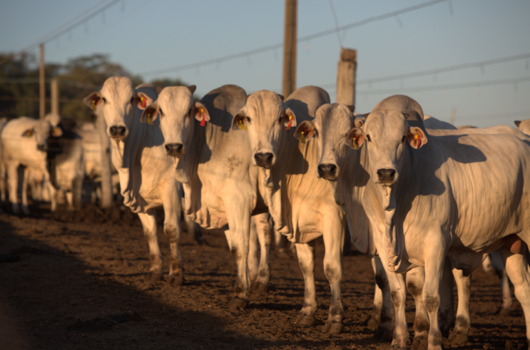 Identificação individual transforma dados do rebanho em decisões de gestão