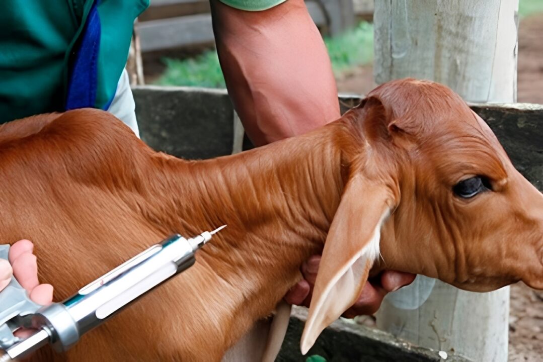 Vacina experimental contra H5N1 gera resposta imune em bezerros