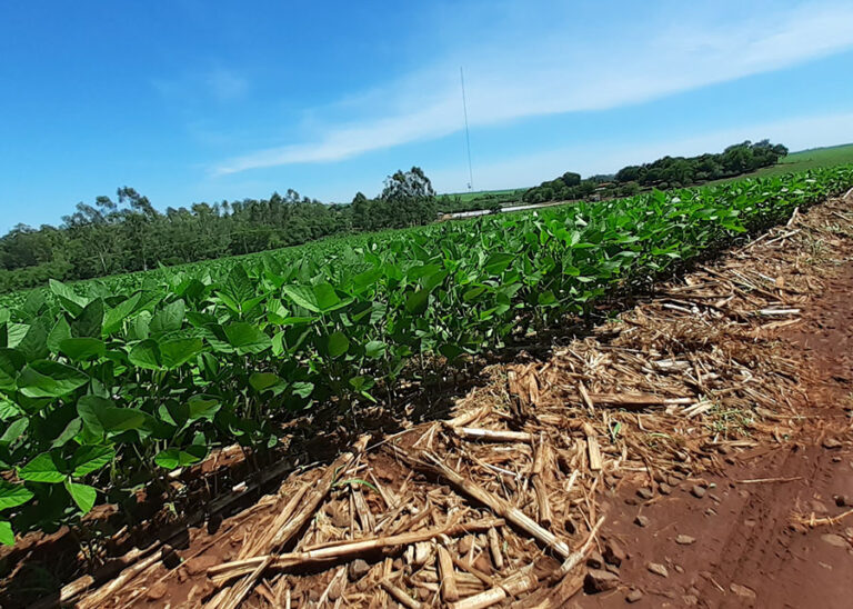 Palhada e semeadura escalonada ajudam a proteger soja do El Niño